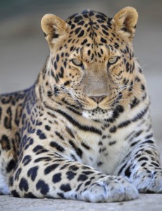 Amur Leopard, KC Zoo