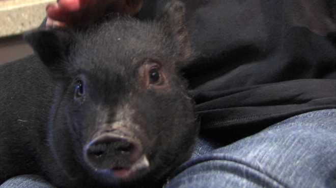 pig
