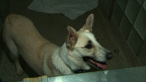 dog3