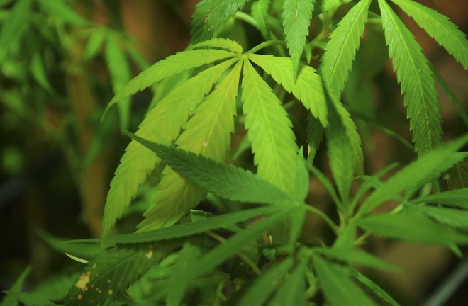 US - Marijuana Potency