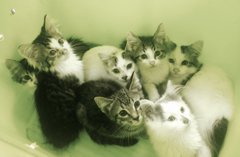 kittens