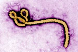 ebola