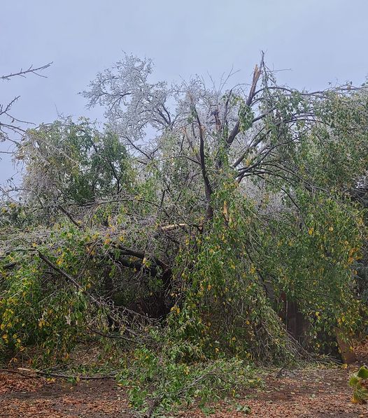 damaged tree