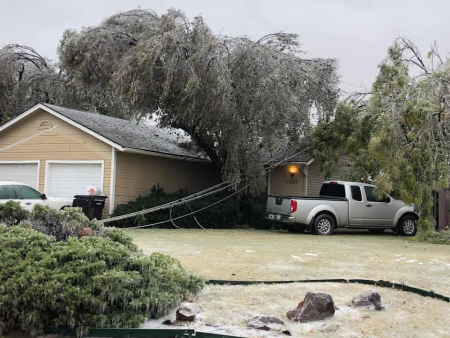 Downed tree from ice storm