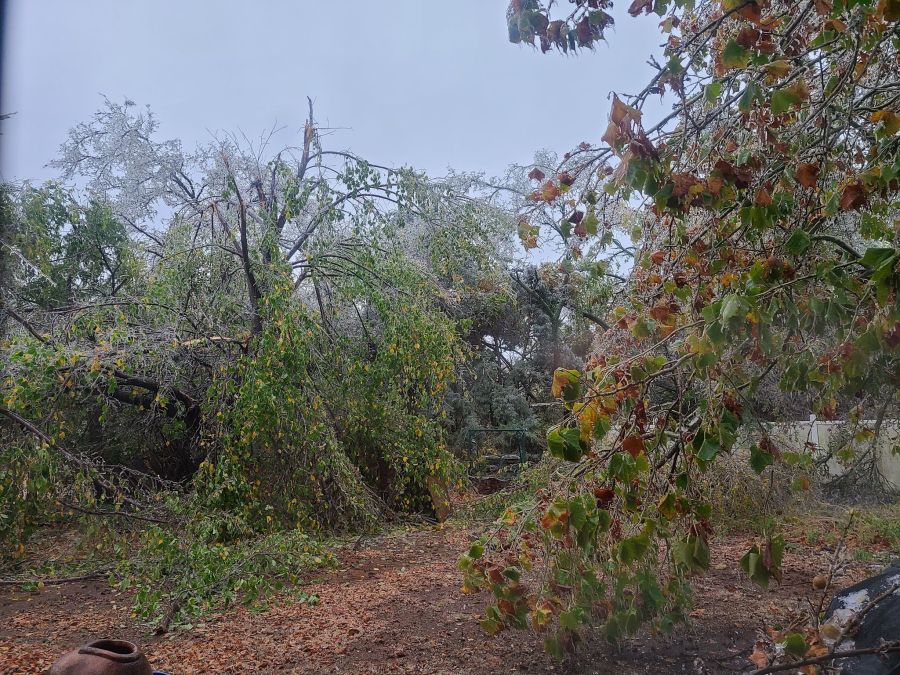 damaged tree