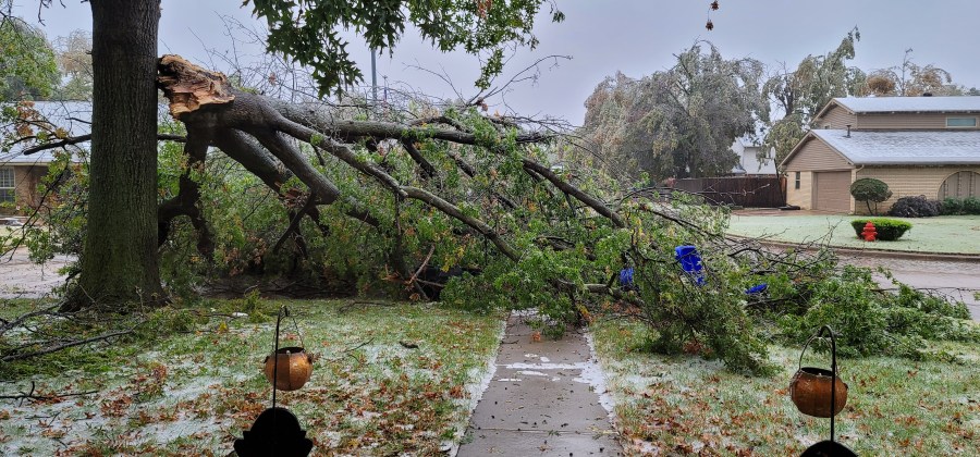 ice damaged tree