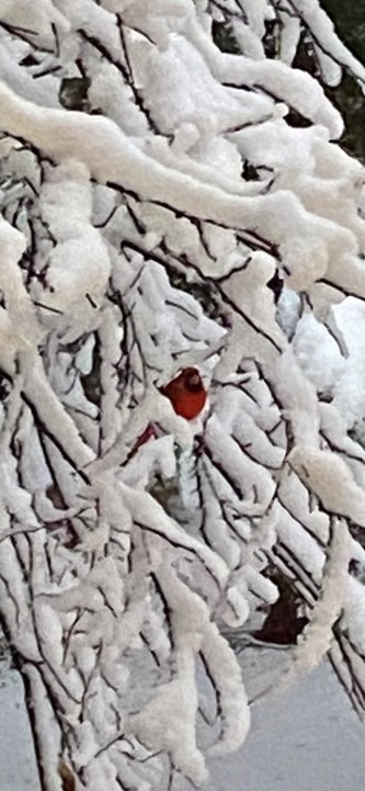 cardinal in snow