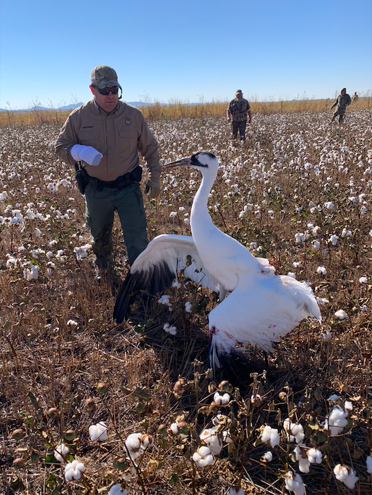 Whooping Crane