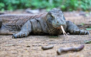 Komodo Dragon (Credit: Getty/TeeJe)