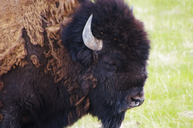 Photo courtesy of  Rich Glamann who is from Riverside, Mo. Glamann told FOX 4 he was vacationing Yellowstone in early May when he saw a buffalo attack a man. 