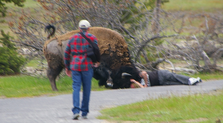 Photo courtesy of Rich Glamann who is from Riverside, Mo. Glamann told FOX 4 he was vacationing Yellowstone in early May when he saw a buffalo attack a man.